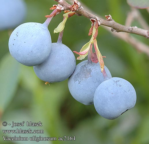 Vaccinium uliginosum Vlochyně bahenní Blokkebær Голубика обыкновенная