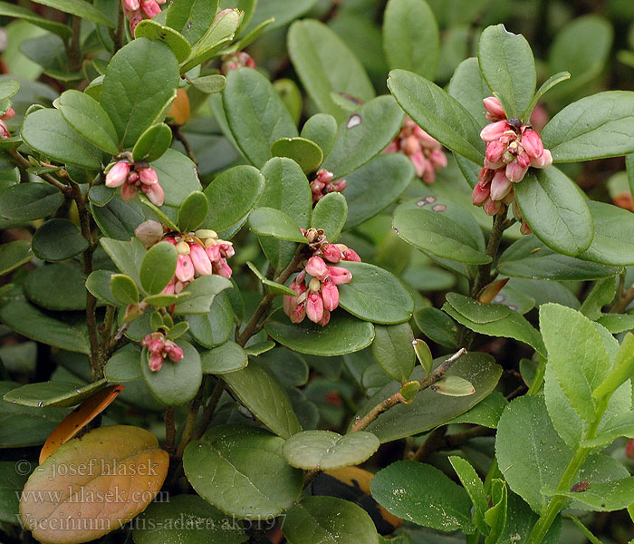 Vaccinium vitis-idaea Brusnice brusinka Preiselbeere Lingonberry