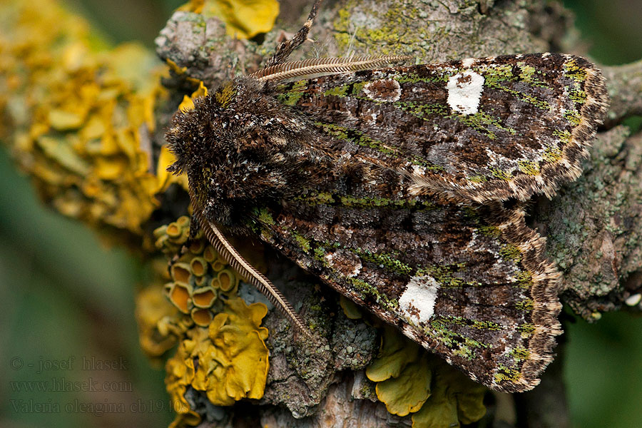 Valeria oleagina Green-brindled Dot Mora olivová