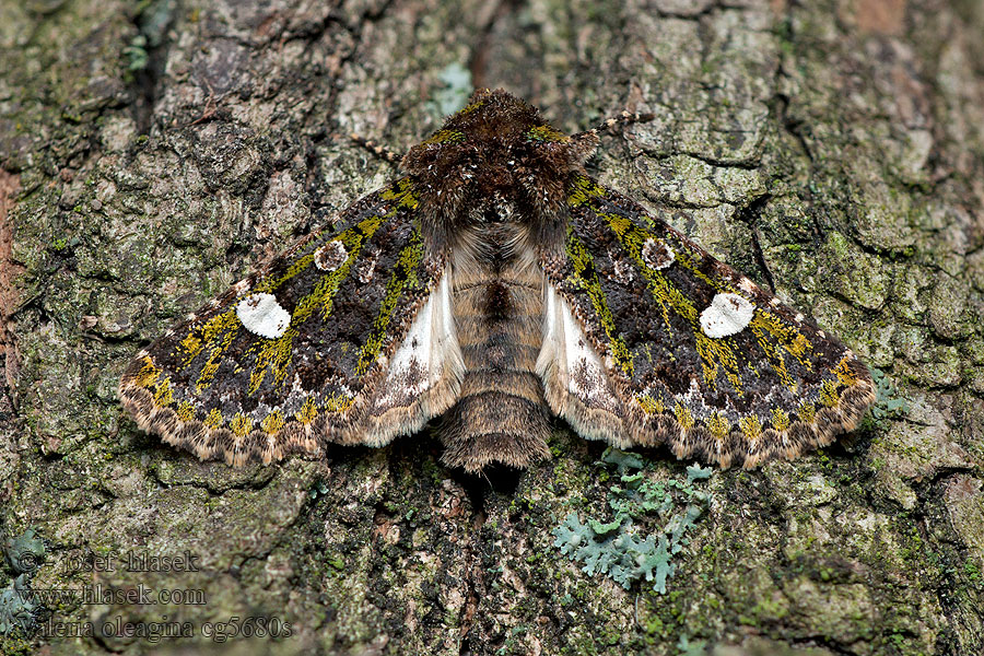 Pestroskvrnka březnová Valeria oleagina