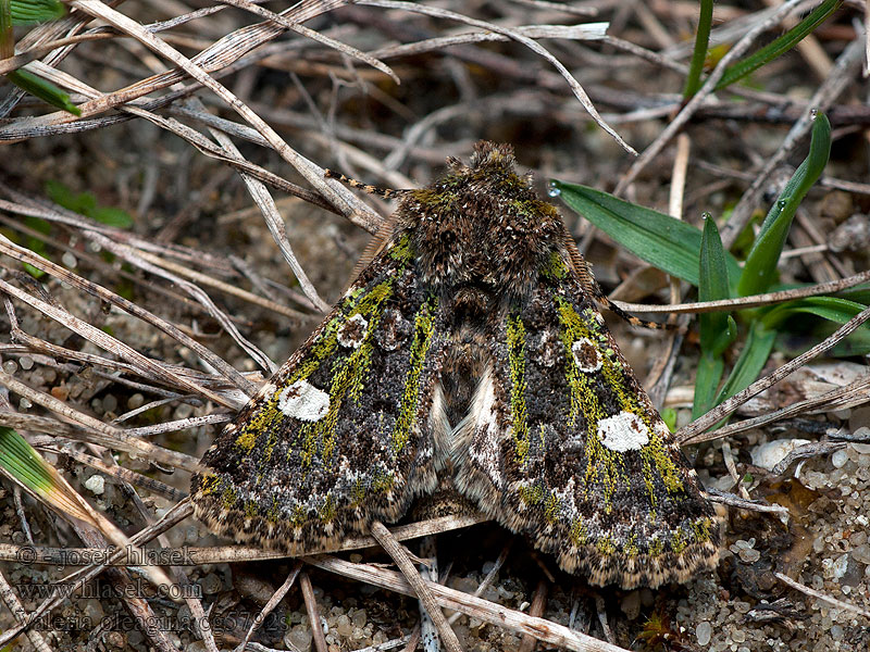 Green-brindled Dot Valeria oleagina