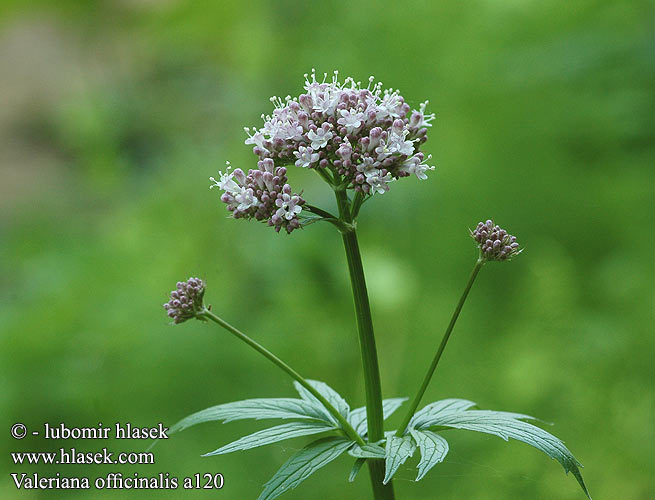 Valeriana officinalis Kozlík lékařský Echter Baldrian Common Valerian