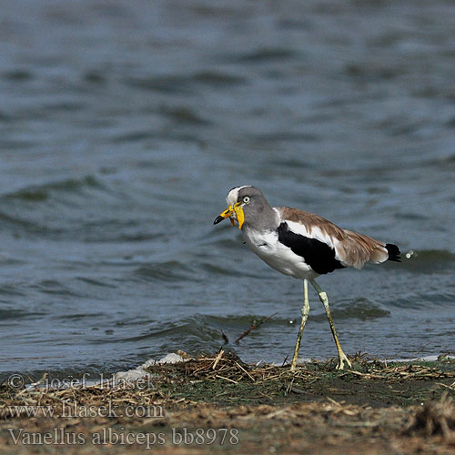 Vanellus albiceps Hoplopterus Xiphidiopterus White-headed Lapwing White-crowned