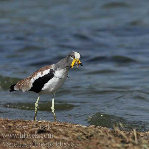 White-headed Lapwing White-crowned Čejka laločnatá Weißscheitelkiebitz