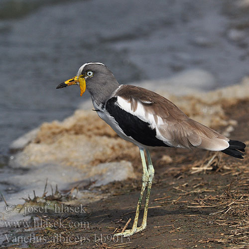 Vanellus albiceps bb9013