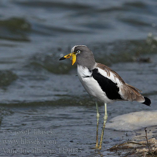 Vanellus albiceps bb9033