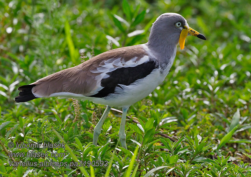 Vanellus albiceps