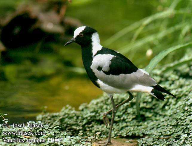 Vanellus armatus Blacksmith Lapwing Smedevibe Seppähyyppä