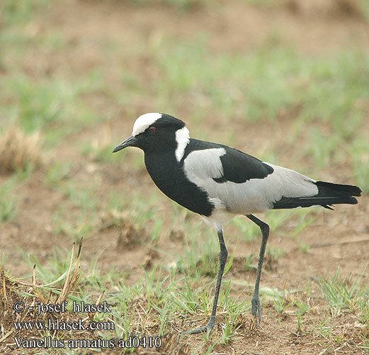 Vanellus armatus Vanneau armé Smid's Smids kievit plevier