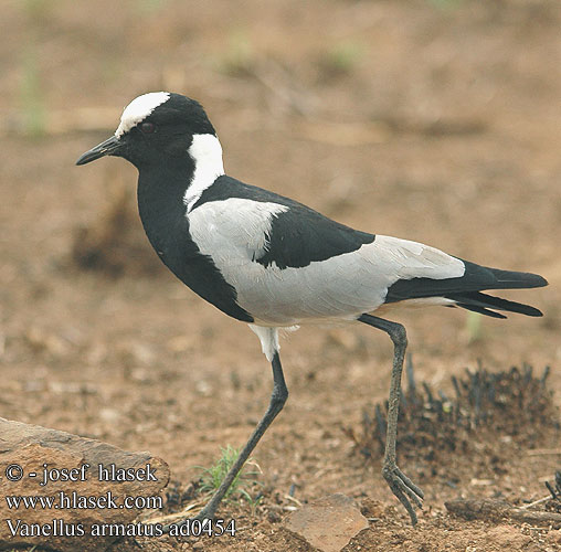 Vanellus armatus Pavoncella fabbro Kovács bíbic