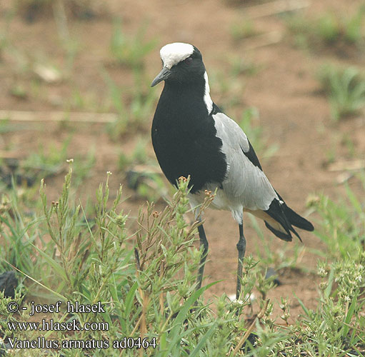 Vanellus armatus ad0464