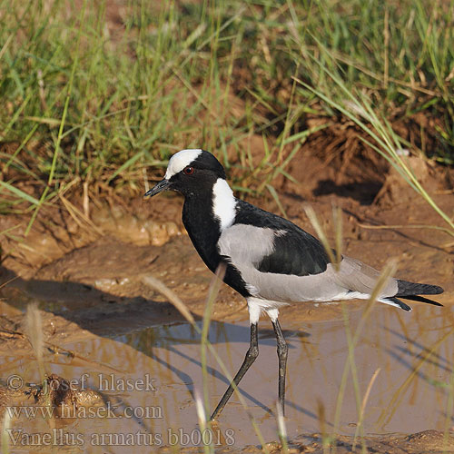 Vanellus armatus bb0018