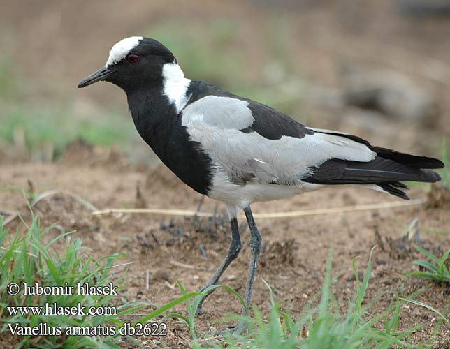 Vanellus armatus Avefría armada Smedevibe Smedvipa