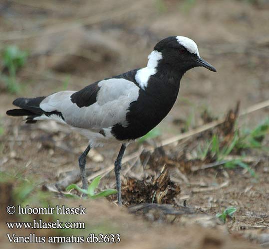 Vanellus armatus Hoplopterus Bontkiewiet Lethullatshipi