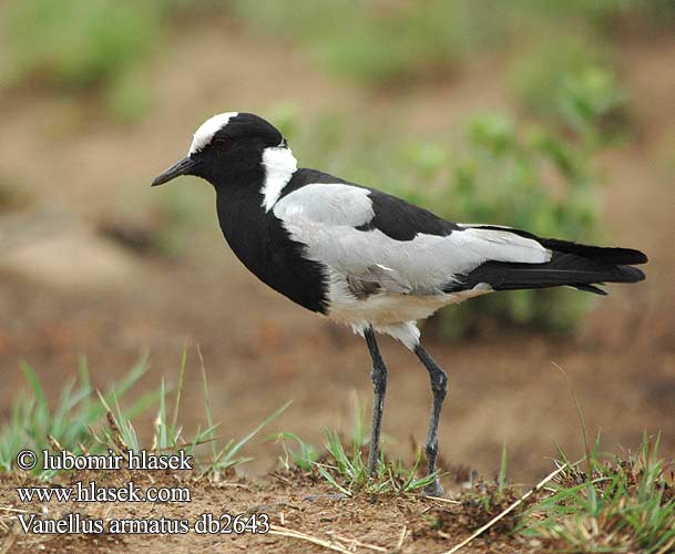 Vanellus armatus Bontkiewiet Lethullatshipi