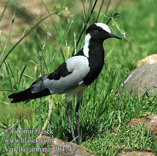 Vanellus armatus ズグロトサカゲリ Blacksmith Lapwing Plover