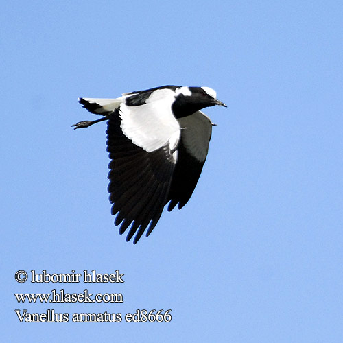 Blacksmith Lapwing Plover Smedevibe Seppähyyppä