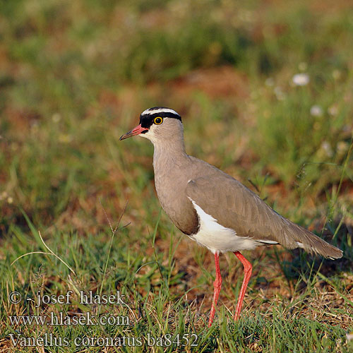 Vanellus coronatus Hoplopterus Crowned Lapwing Plover