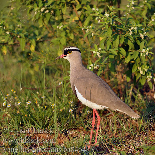 Hoplopterus coronatus Crowned Lapwing Plover Čejka korunkatá