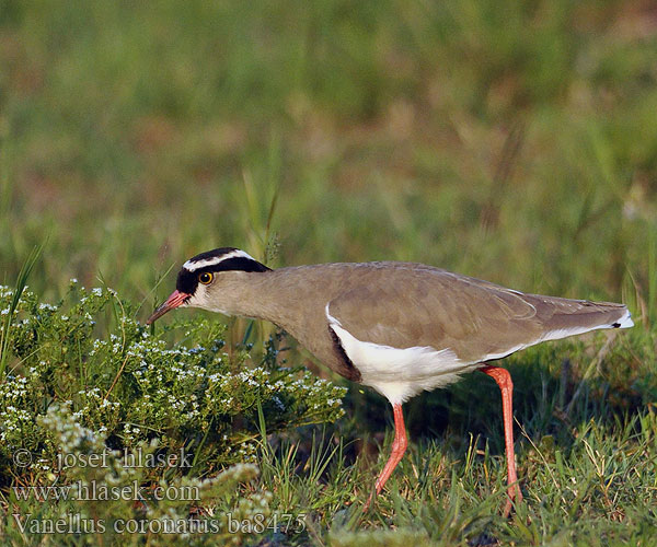 Vanellus coronatus ba8475