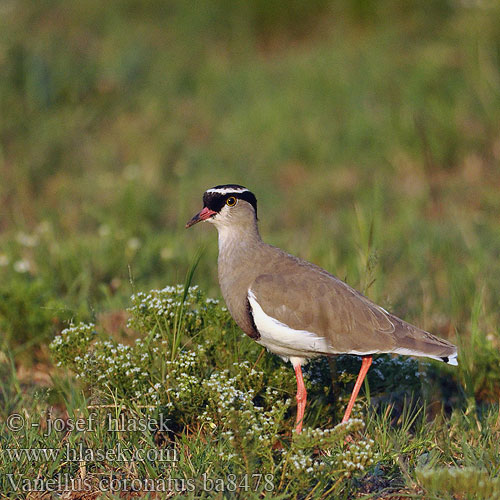 Kronvibe Kruunuhyyppä Vanneau couronné Pavoncella coronata