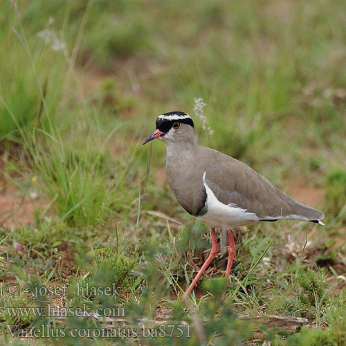 Vanellus coronatus ba8751