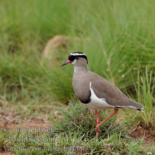 Vanellus coronatus ba8756