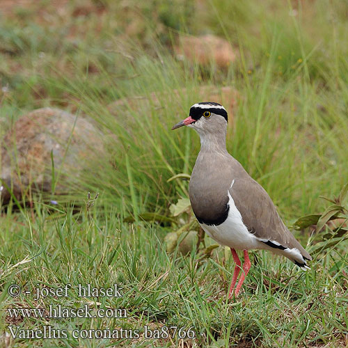 Crowned Lapwing Plover Čejka korunkatá Kroonkiewiet