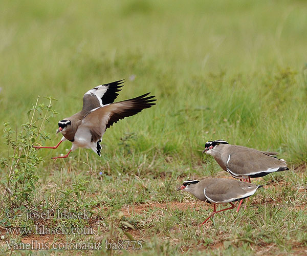 Vanellus coronatus ba8775