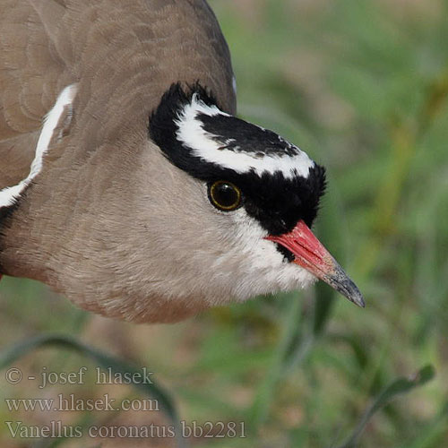 Vanellus coronatus bb2281