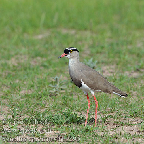 Vanellus coronatus bb2290