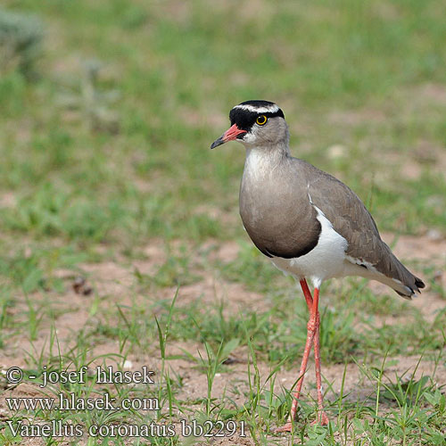 Vanellus coronatus bb2291