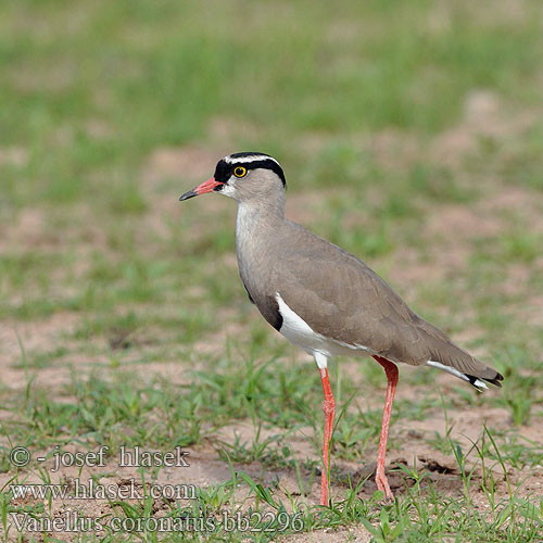 Vanneau couronné Pavoncella coronata オウカンゲリ