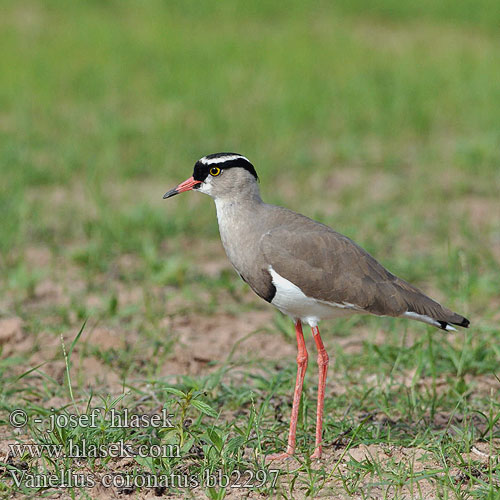 Pavoncella coronata オウカンゲリ Diadeemkievi