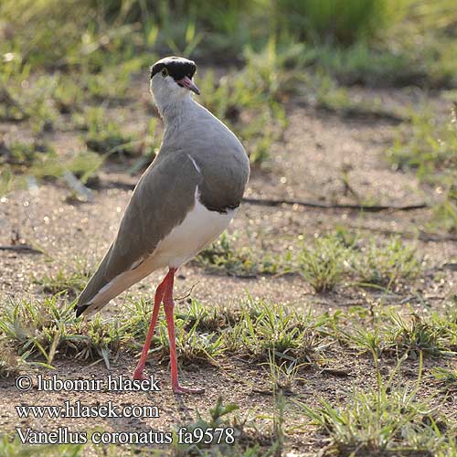 Vanellus coronatus fa9578