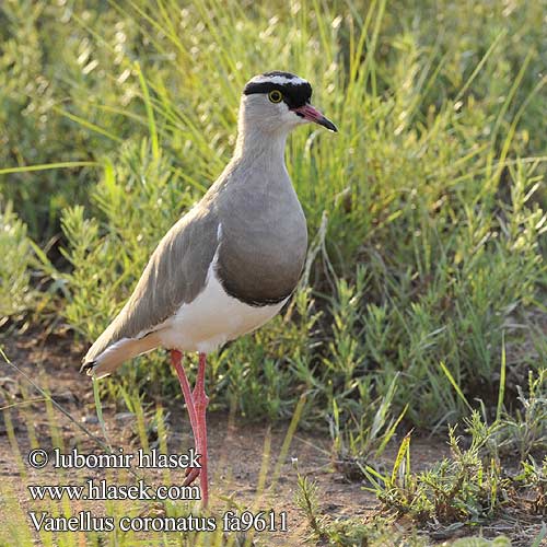 Vanellus coronatus fa9611