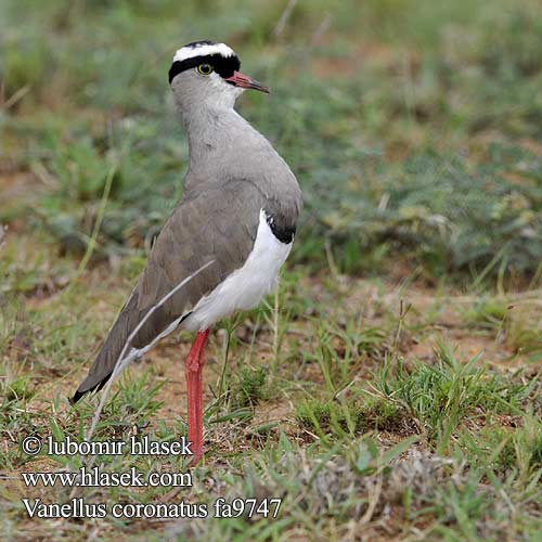 Vanellus coronatus fa9747