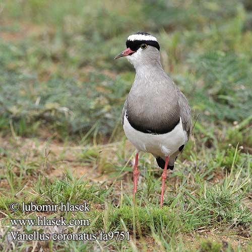 Vanellus coronatus fa9751