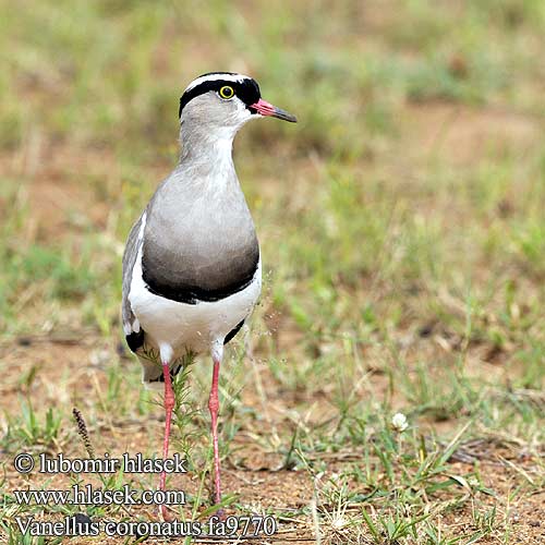 Cíbik korunkatý Kronvipe Kronvipa Vanellus coronatus