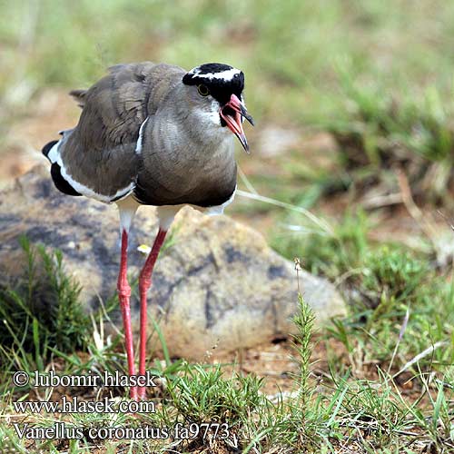 Kronvipe Kronvipa Vanellus coronatus Hoplopterus Crowned Lapwing