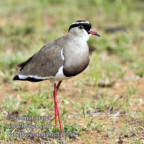 Kronvipa Vanellus coronatus Hoplopterus Crowned