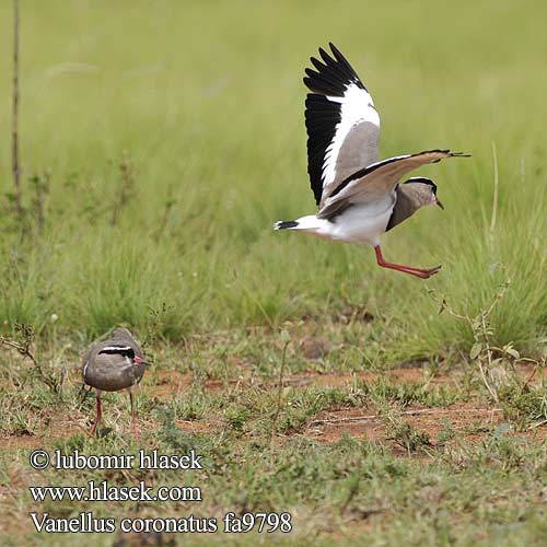 Vanellus coronatus Hoplopterus Crowned Lapwing Plover