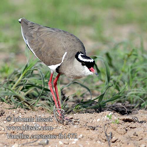 Vanellus coronatus Kroonkiewiet Kronenkiebitz