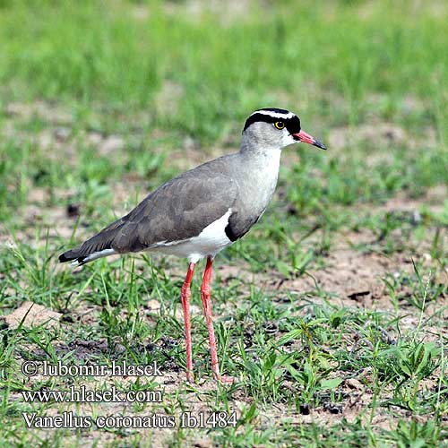 Vanellus coronatus Avefría Coronada Kronvibe Kruunuhyyppä