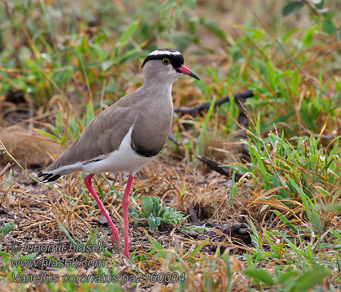 Vanellus coronatus