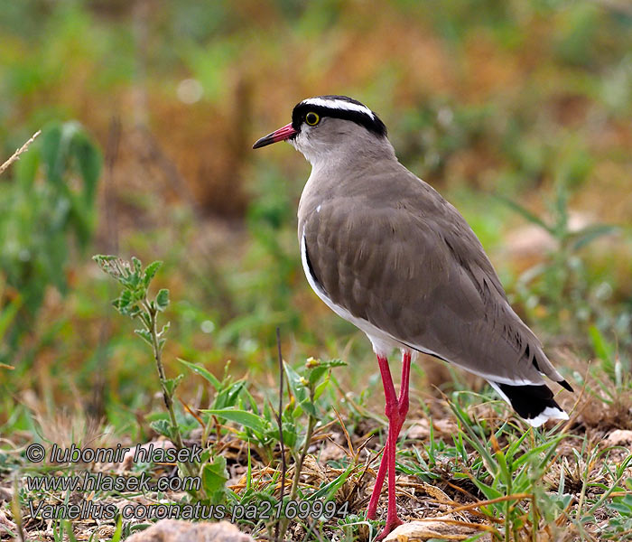 Vanellus coronatus