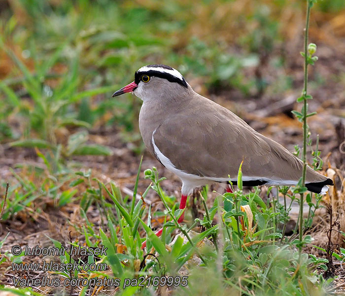 Vanellus coronatus