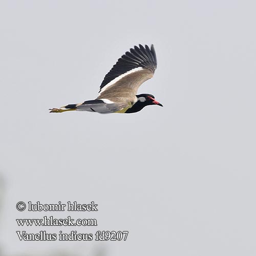 Vanellus indicus fd9207