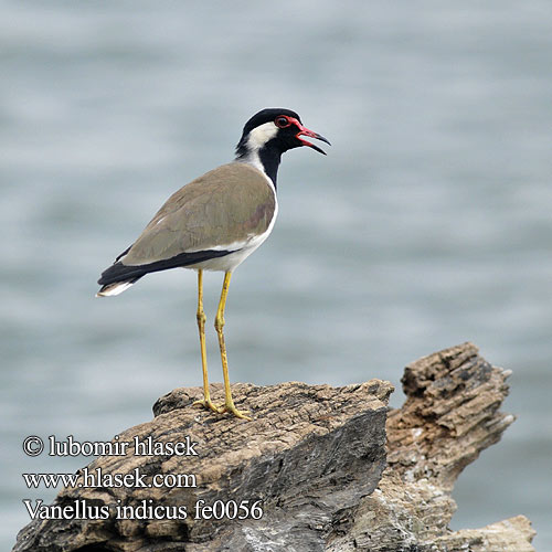 Vanellus indicus fe0056