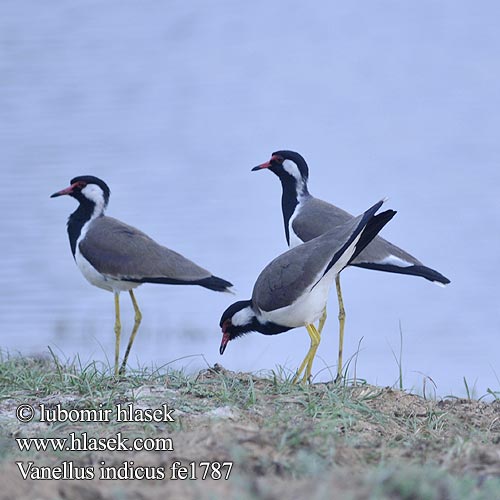 Indisk Vibe الزقزاق الهندي Hindistan bəzəkli Vanellus indicus Red-wattled Lapwing Čejka černoprsá Rotlappenkiebitz Avefría India Vanneau indien Pavoncella indiana dalle caruncole rosse インドトサカゲリ Indische Kievit Czajka indyjska 肉垂麦鸡 Te vặt Büyük Kızkuşu kyzkuşu นกกระแตแต้แว้ด Rödflikvipa Indijska priba Cíbik laločnatý Чибис украшенный Пигалица Brillevipe Rapang Minta Duit Puoénioji pempė Hnúðvepja Trulek Gelambir-merah Allkatti קיווית אדומת-משקפיים קיוית אדומת-משקפיים Kenttähyyppä Sagarkiivitaja